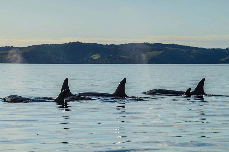 dolphin and whale watching New Zealand